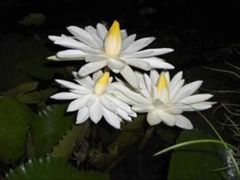 video image